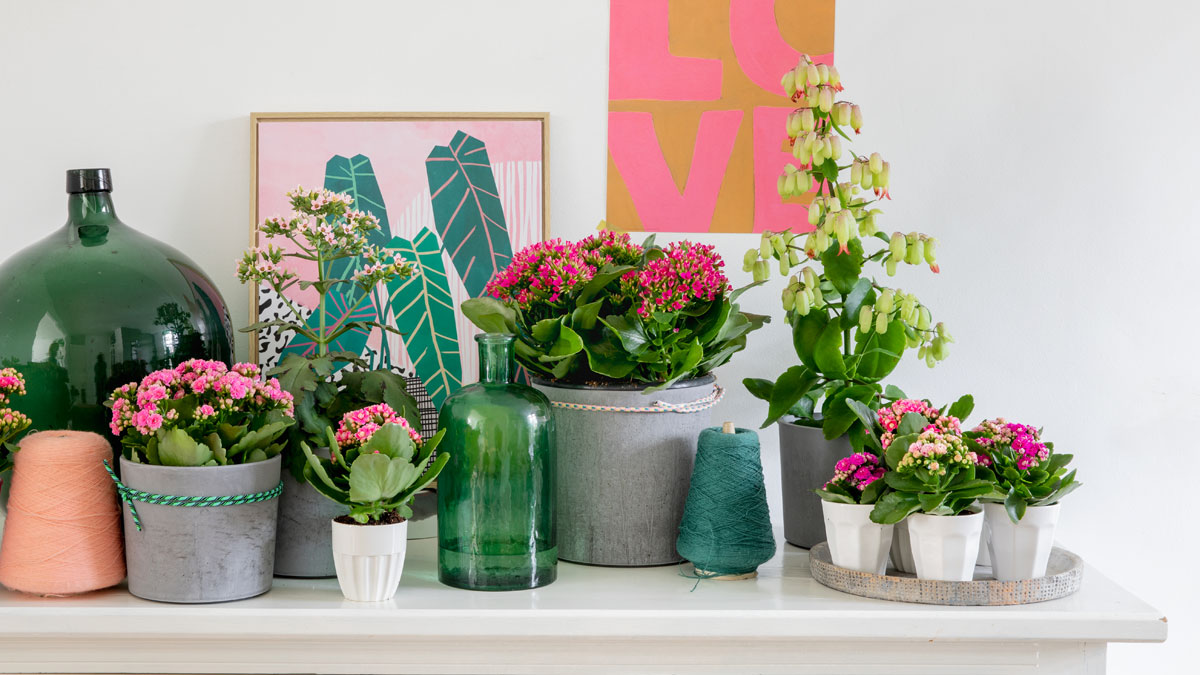 House-Plants-Kalanchoe-12